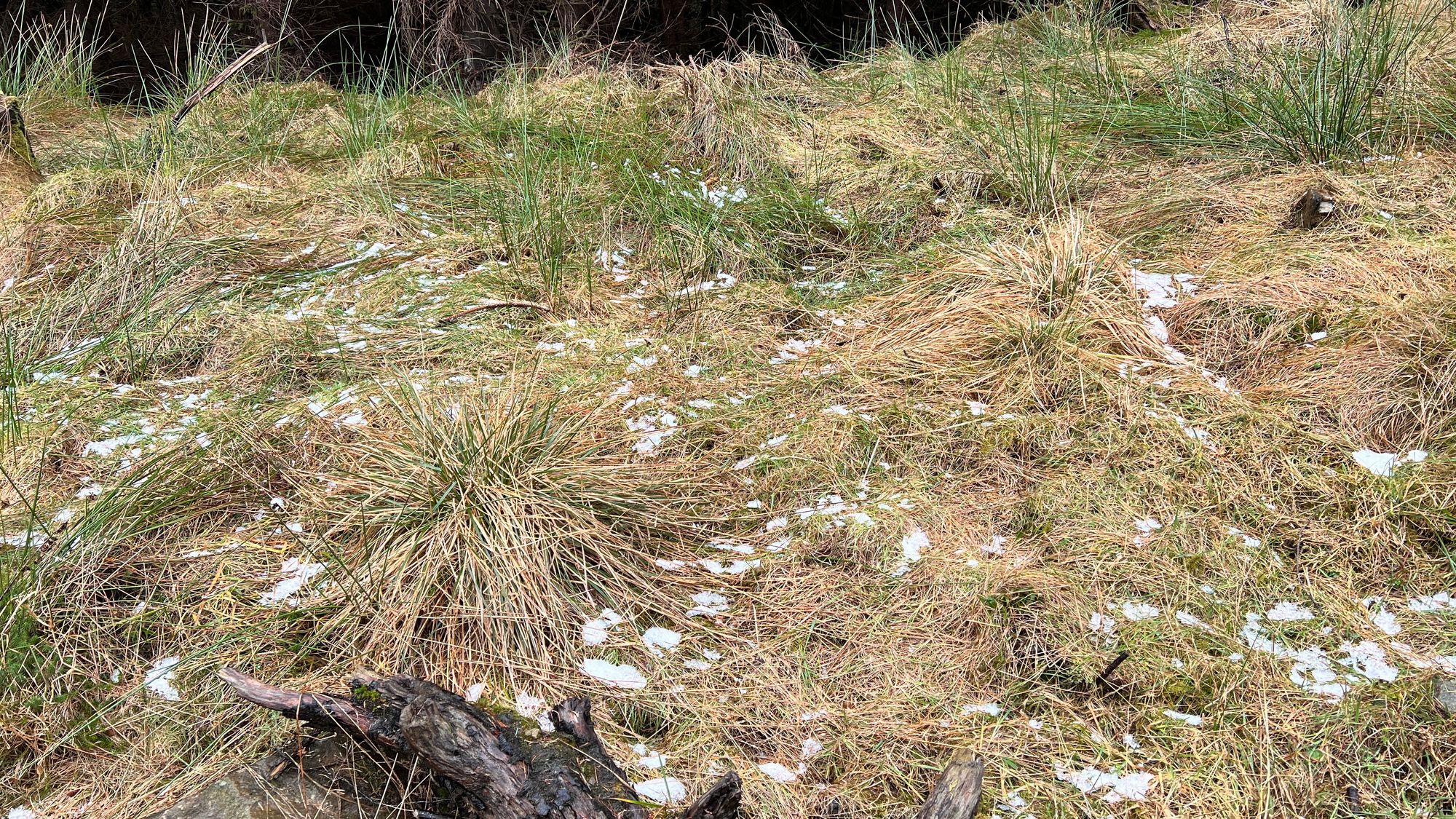The last remnants of snow laying in sheltered spots in the forest. 