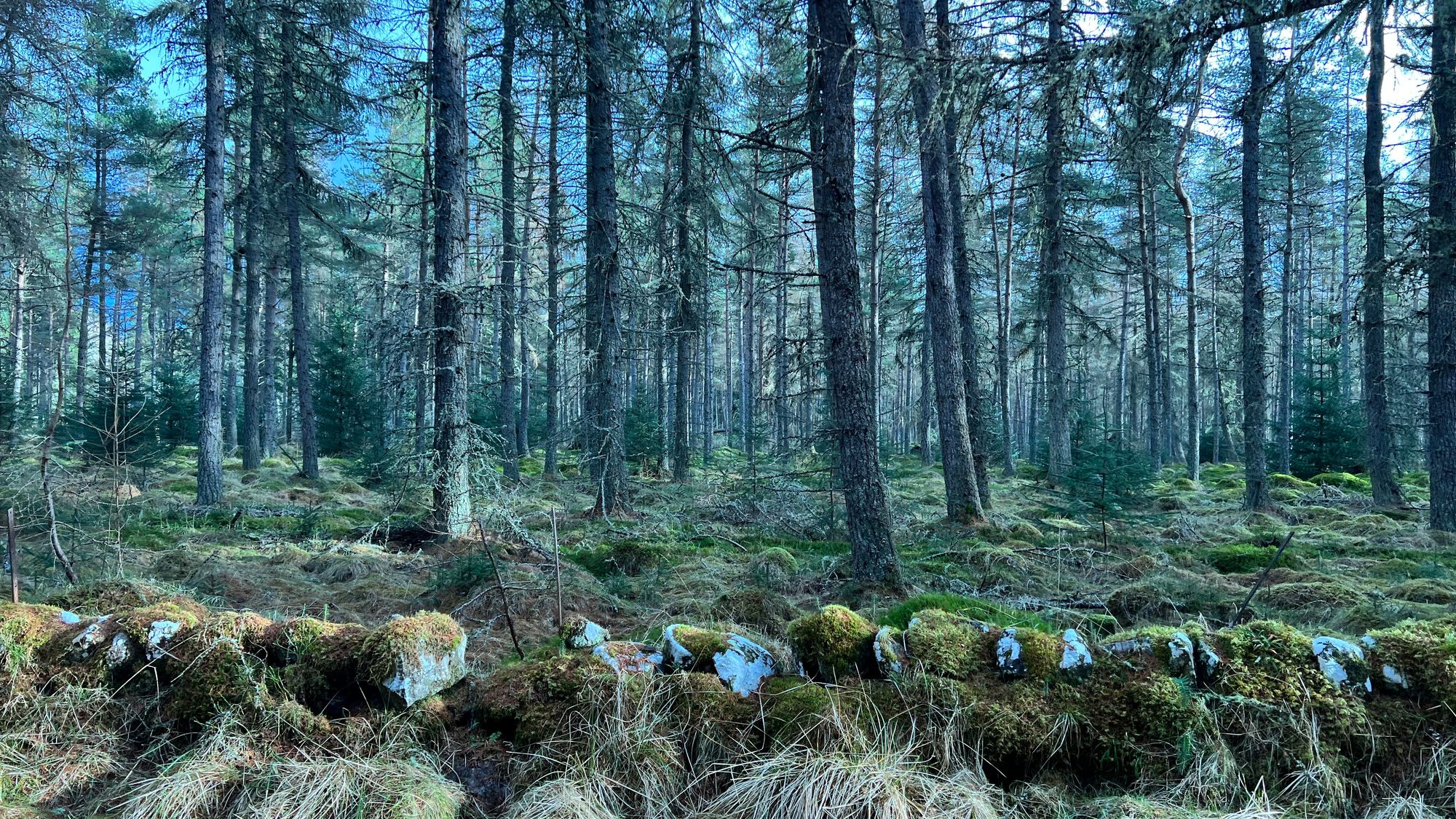 The forest was absolutely magical and looked beautiful