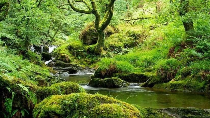 Temperate Rainforest Post feature image